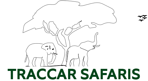 Traccar Safaris