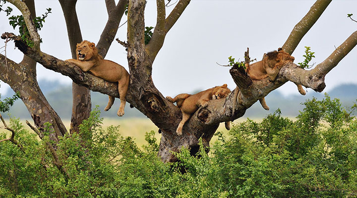 6 Days Queen Elizabeth National Park & Gorillas