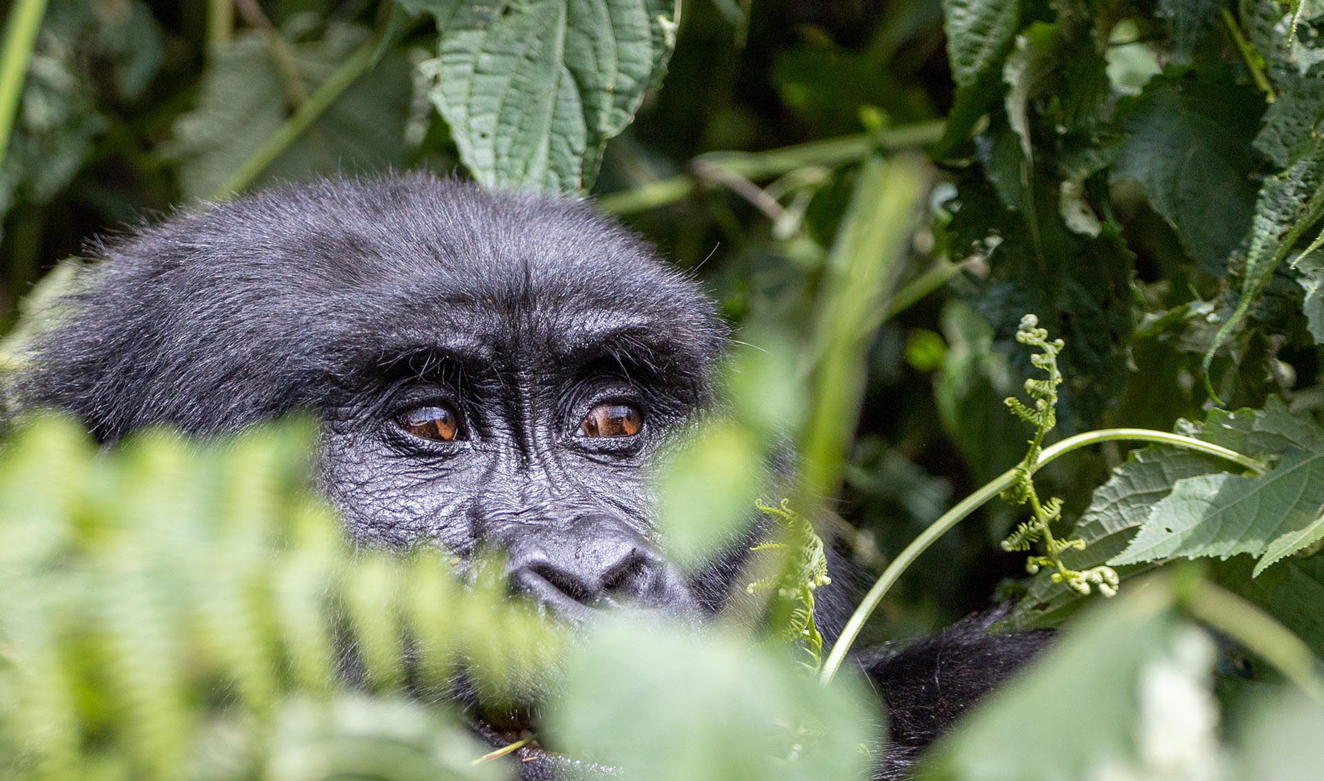 3 days nyiragongo safari D.R. congo