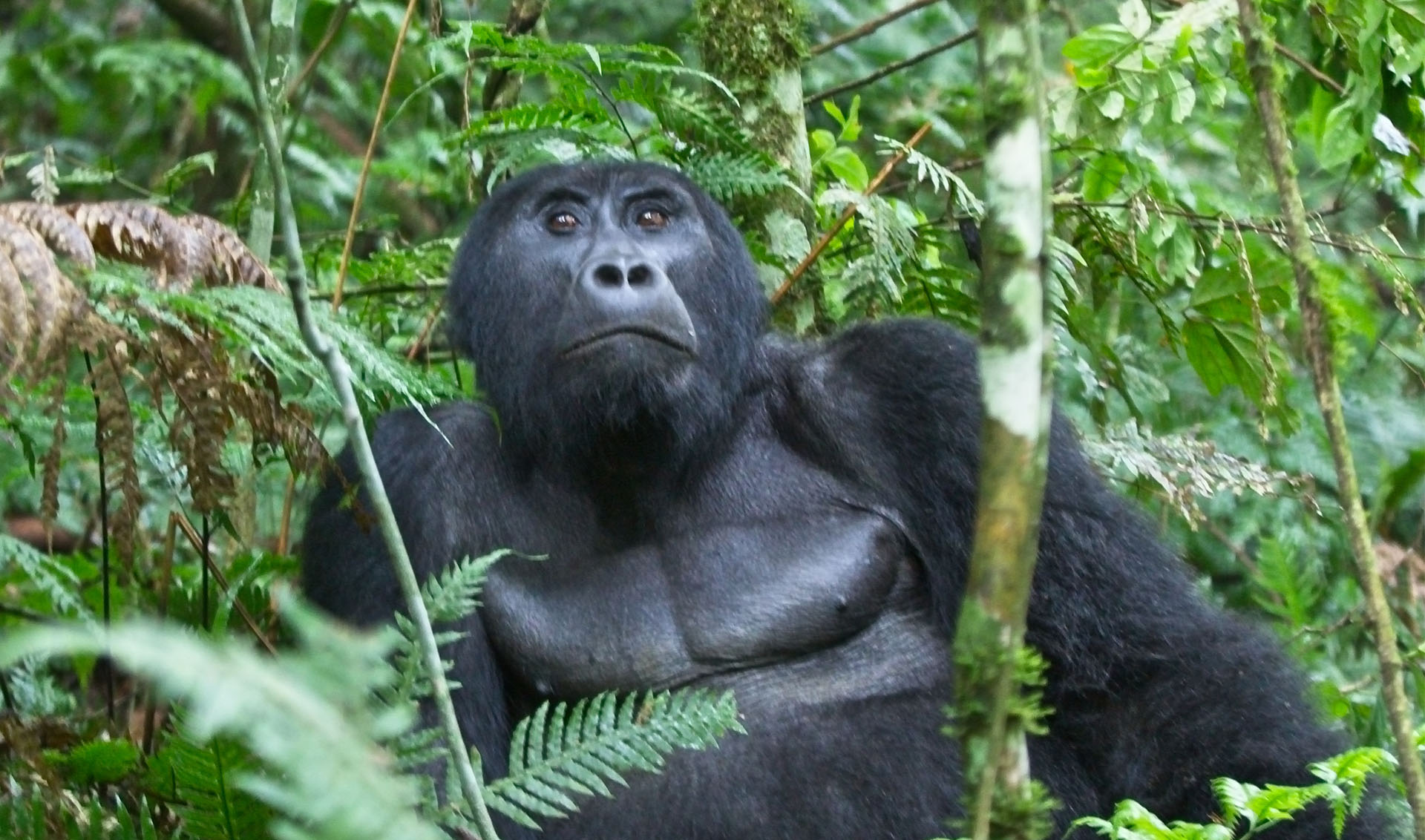 3 Days Gorilla trekking Tour in Rwanda