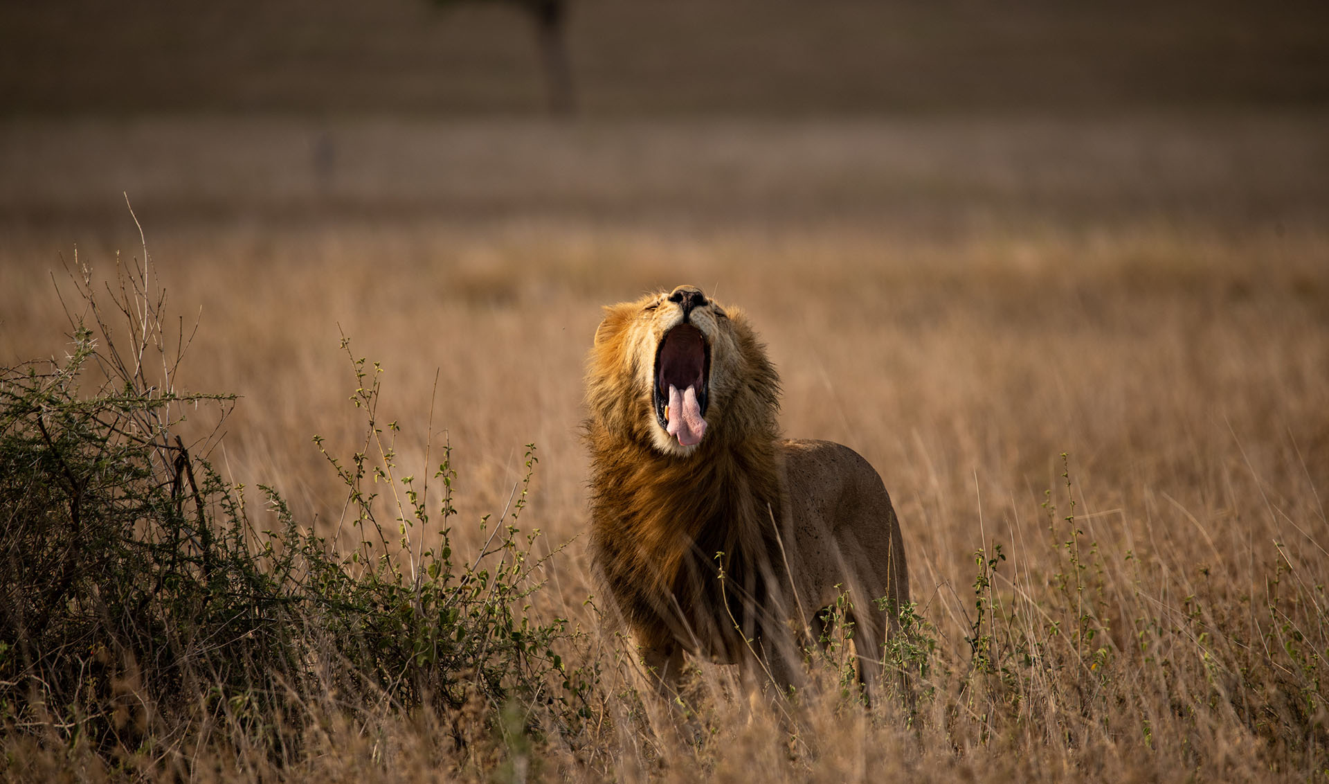 6 Days Lake Manyara Serengeti Ngorongo Safari