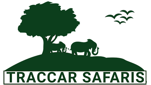Traccar Safaris